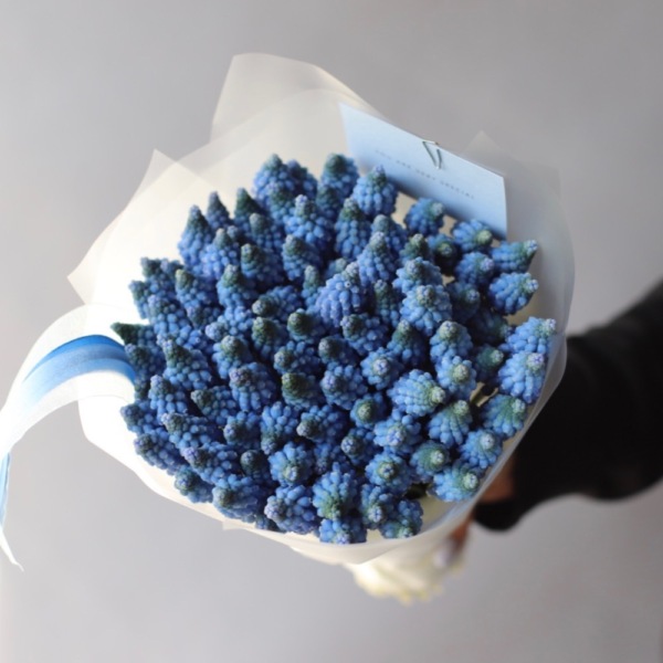 Blue Muscari - 99 мускари