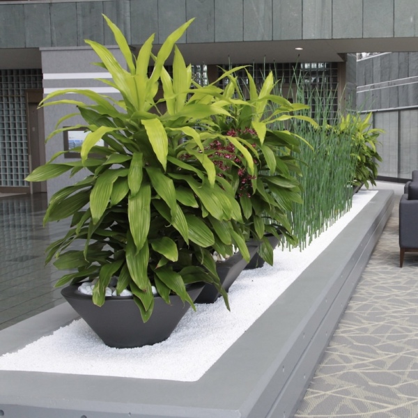 Корпоративное озеленение