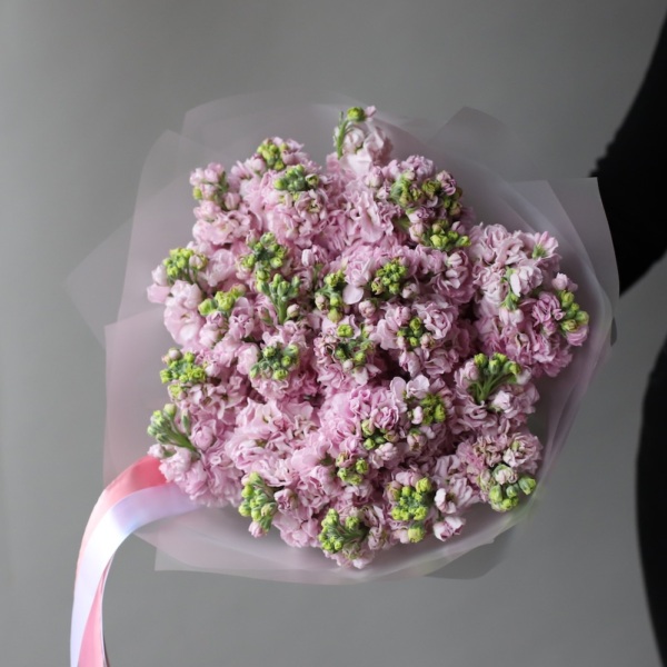 Pink Stock - 29 маттиол