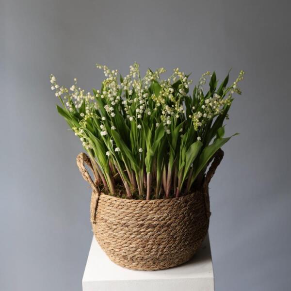 Lily of the Valley in a basket - 49 ландышей