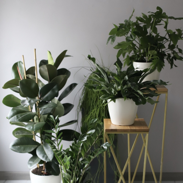 Home set of potted plants - Размер S
