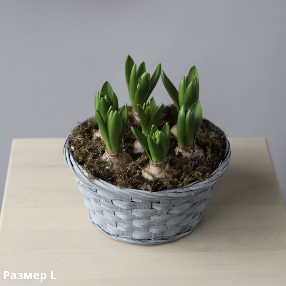 Гиацинты в корзинке - Размер L 