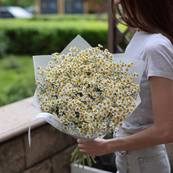 Chamomile - 25 ромашек