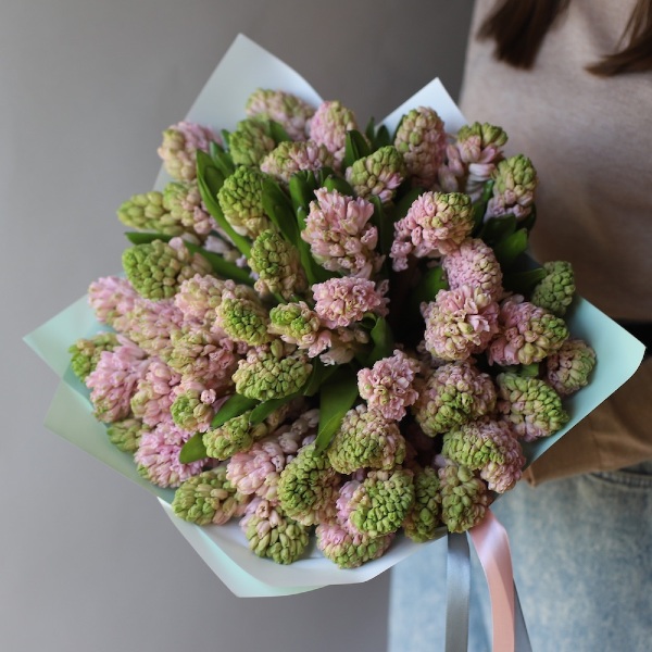 Pink Hyacinthus - 49 гиацинтов