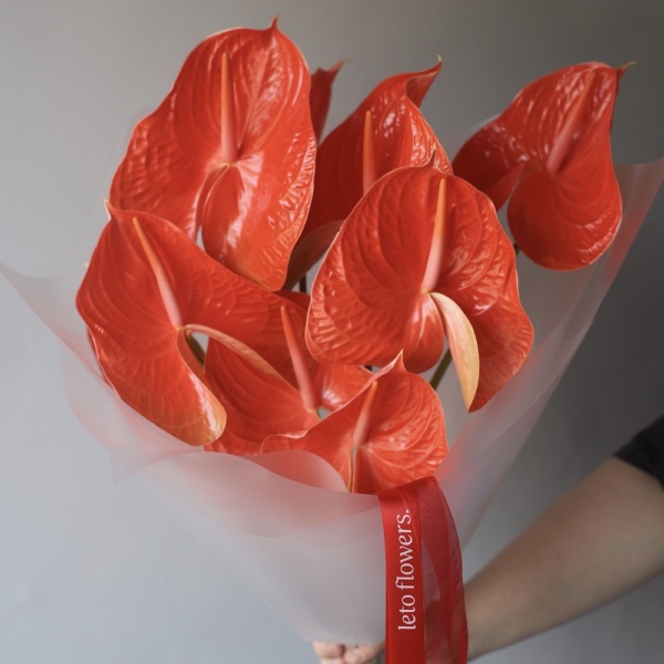 Red Anthurium - 9 антуриумов