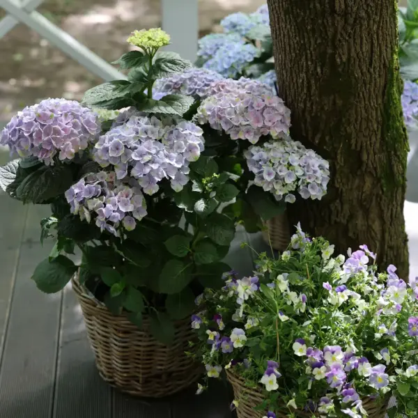 Veranda decoration