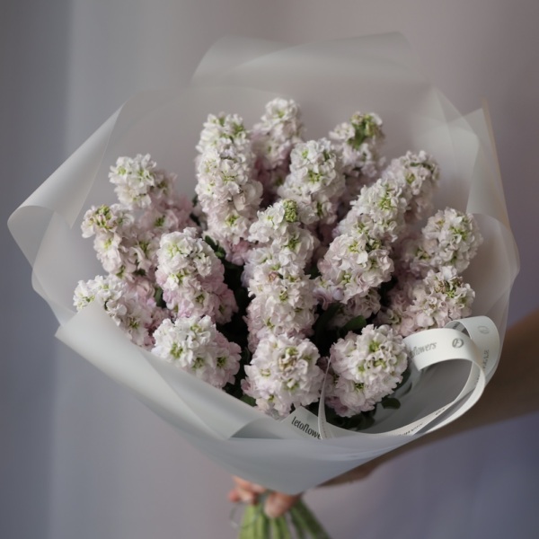 Pink Stock -  19 маттиол 