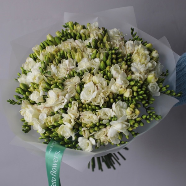 White Freesia - 99 фрезий