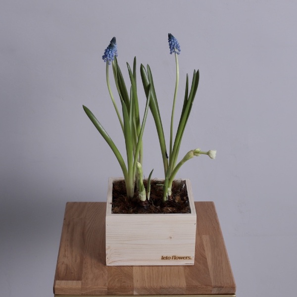 Spring flowers in a woody box - Размер S