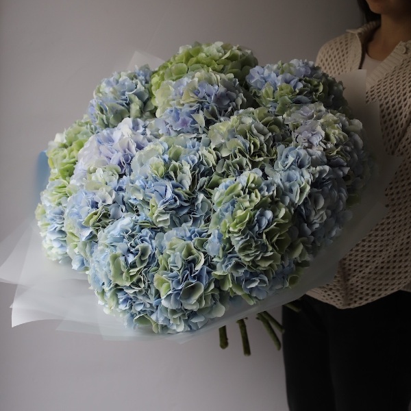 Skyblue Hydrangea - 19 гортензий