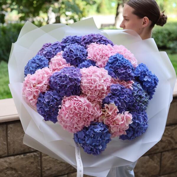 Mixed color Hydrangeas - 29 гортензий