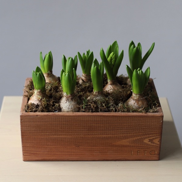 Hyacinthus in a wooden box - Размер M 