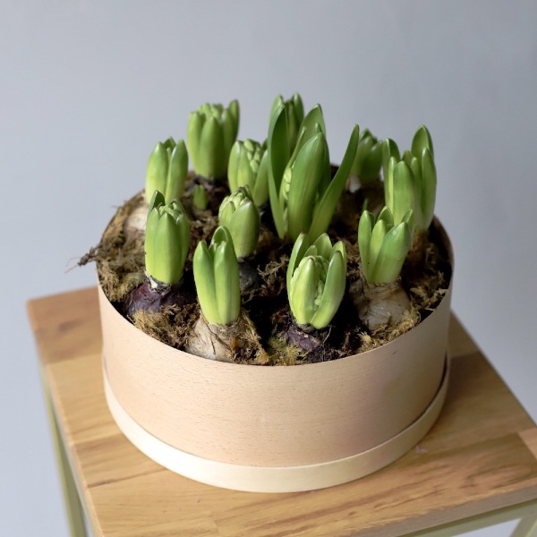 Hyacinthus in a hat box - Размер L 