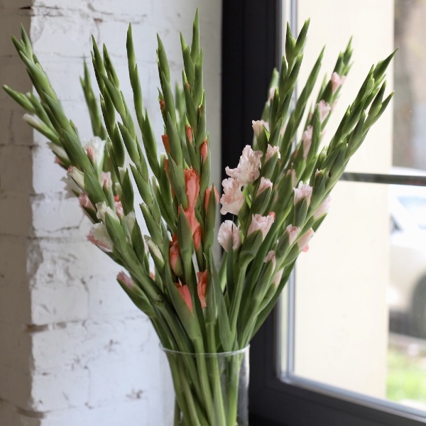 Gladioluses in a vase - 19 гладиолусов