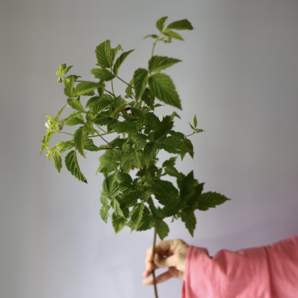 Greenery on a florist taste - Малина