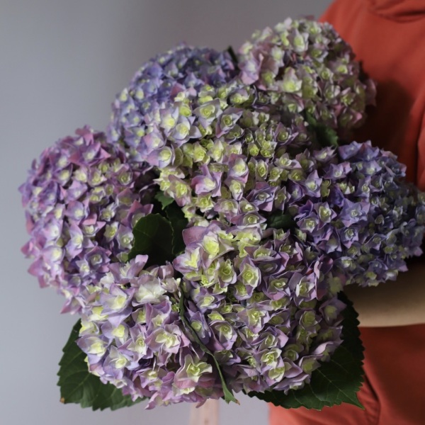 Lavender Hydrangea -  7 гортензий 