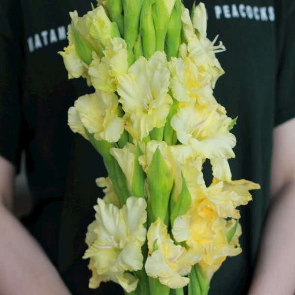 Yellow Gladiolus - 9 гладиолусов 