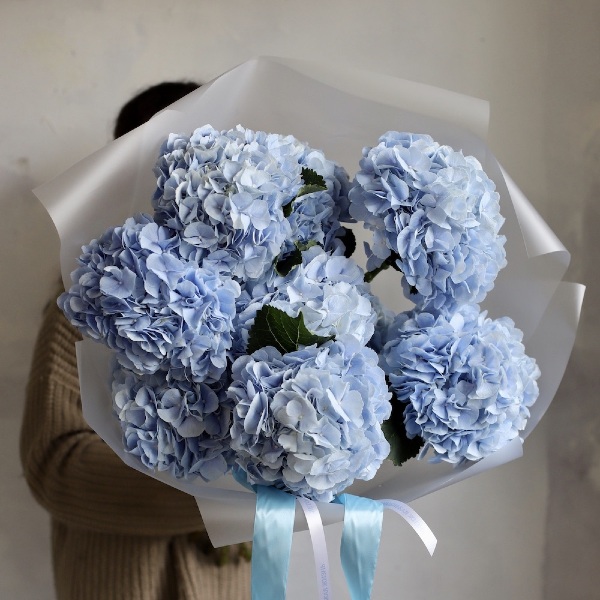 Skyblue Hydrangea -  9 гортензий