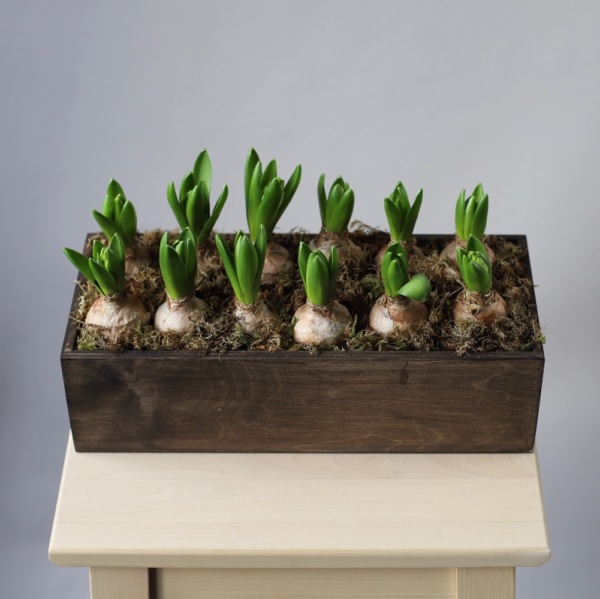 Гиацинты в ящике - Размер L