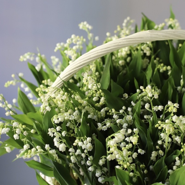 Lily of the Valley in a basket - 249 ландышей