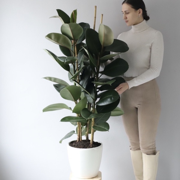 Ficus Robusta - D17 с автополивом
