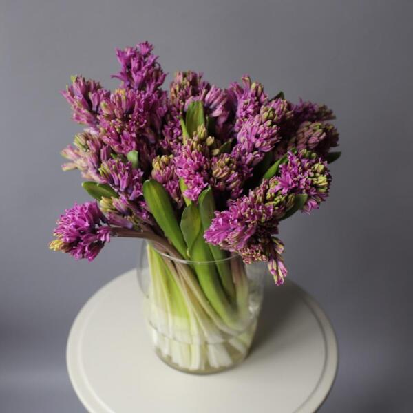 Hyacinthus in a vase - 25 гиацинтов 