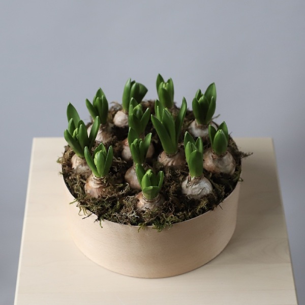 Hyacinthus in a hat box - Размер L