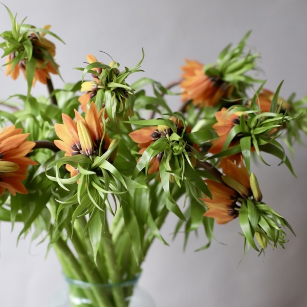 Fritillaria in a vase - 15 фритиллярий