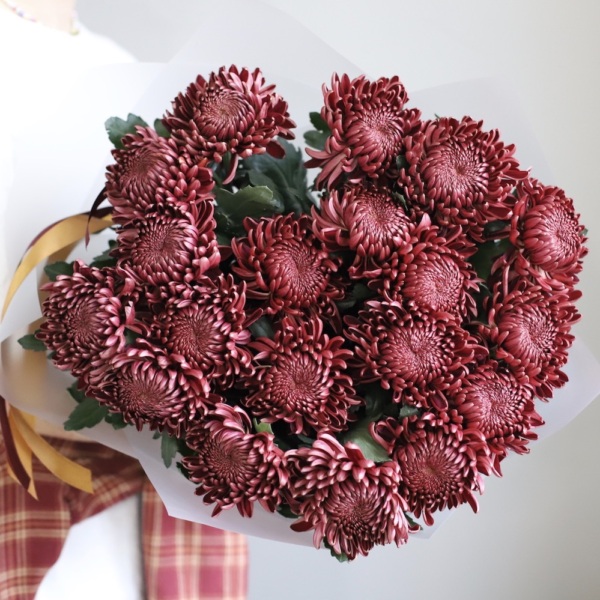 Chocolate Chrysanthemum - 19 хризантем