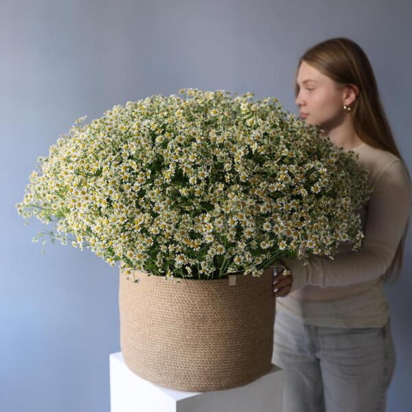 Basket of Spray Chamomile - Размер 2XL