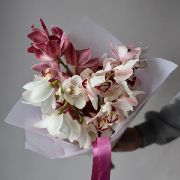 Cymbidium mini Orchid  - 5 цимбидиумов