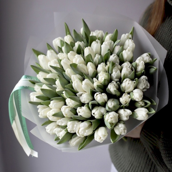 White Tulips -  75 тюльпанов 