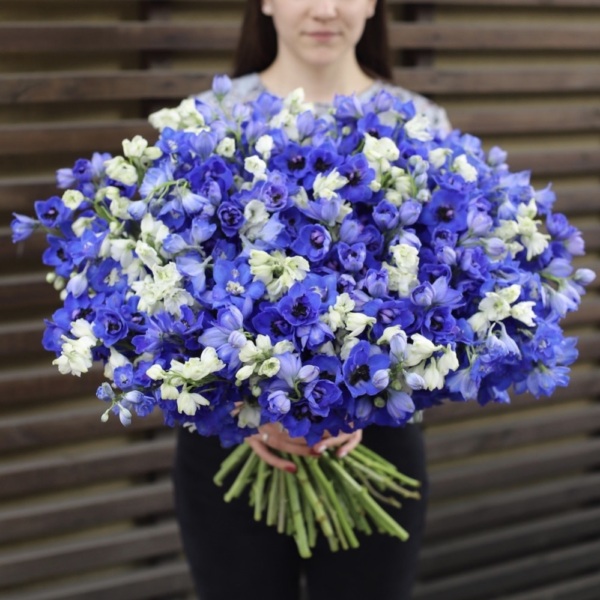 Mixed color Delphinium - 75 дельфиниумов
