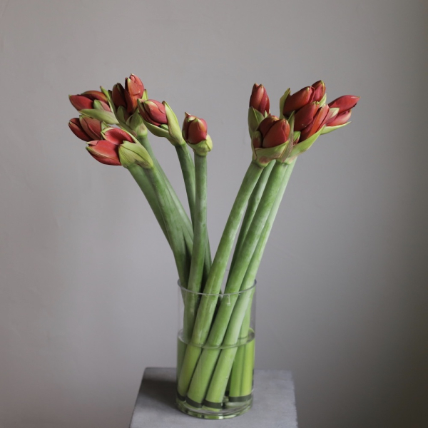 Flower subscribtion "Mono in a vase" (4 deliveries) - Размер M