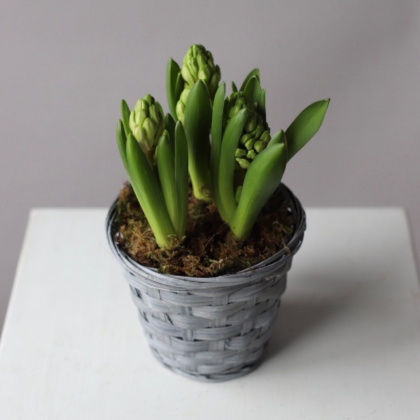 Hyacinthus in a basket - Размер S