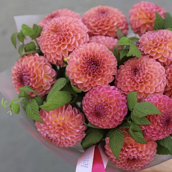 Peachy Dahlias