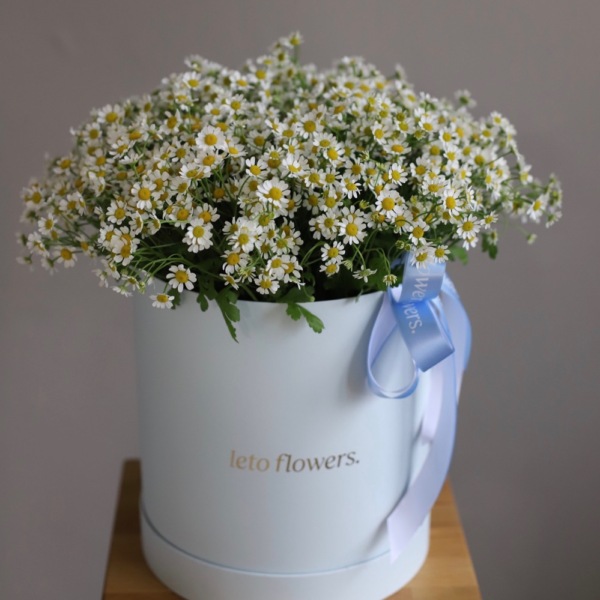 Chamomile in a hat box - Размер L