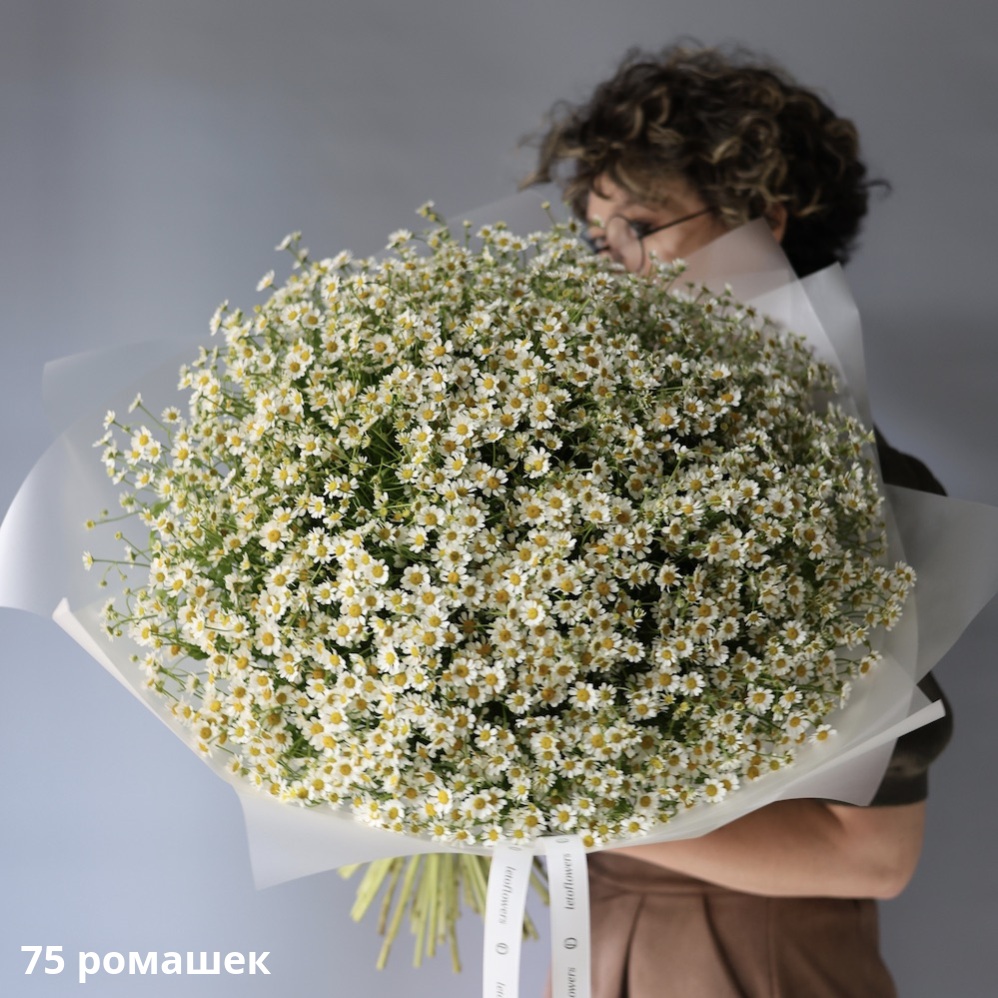 Chamomile Chamomile -  75 ромашек