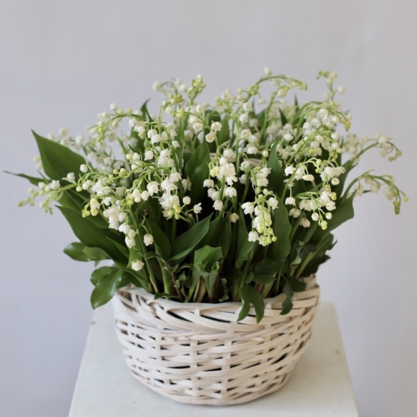 Lily of the Valley in a basket - 49 ландышей