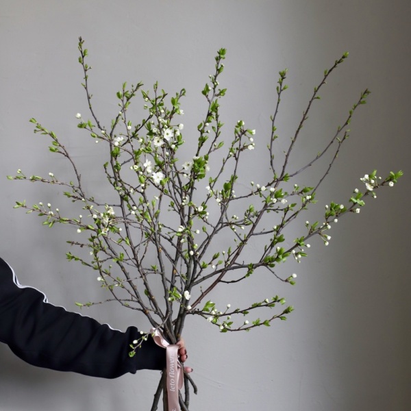 Prunus - 9 веток прунуса