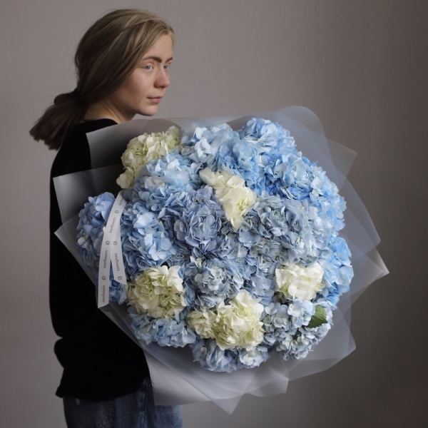 Colombian Hydrangeas - 25 гортензий