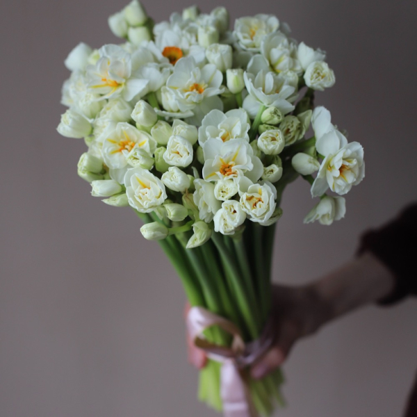 Cream spray Daffodils - 49 нарциссов