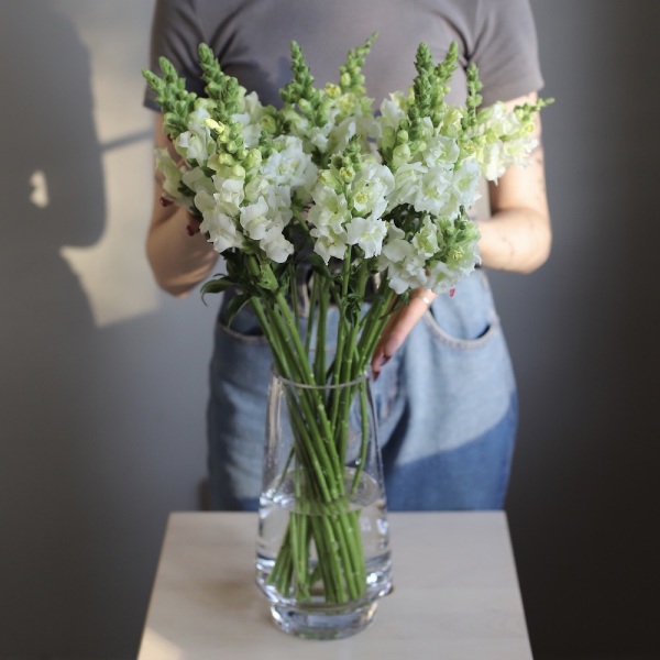 Snapdragon in a vase