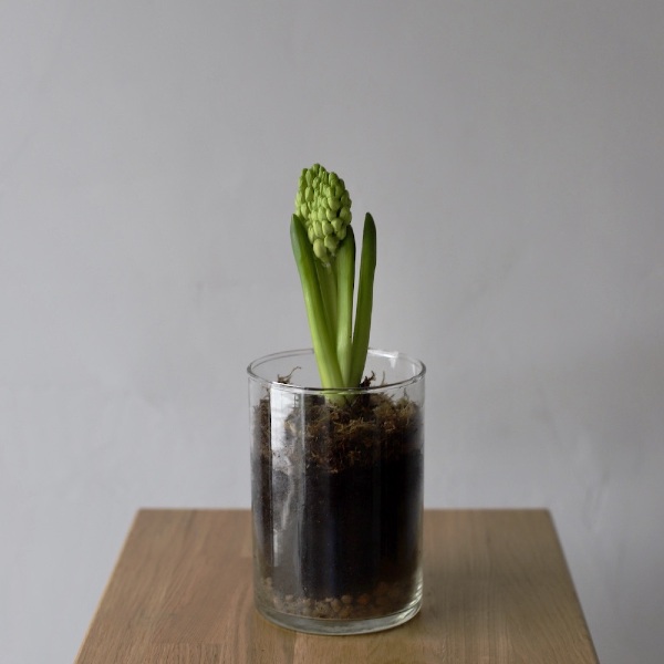 Hyacinthus in a vase - Размер XS