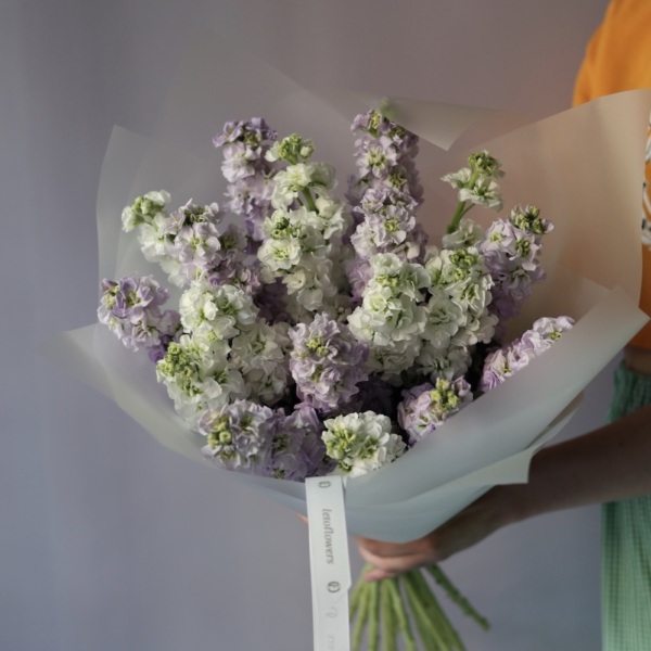 Mixed color Stock -  19 маттиол 