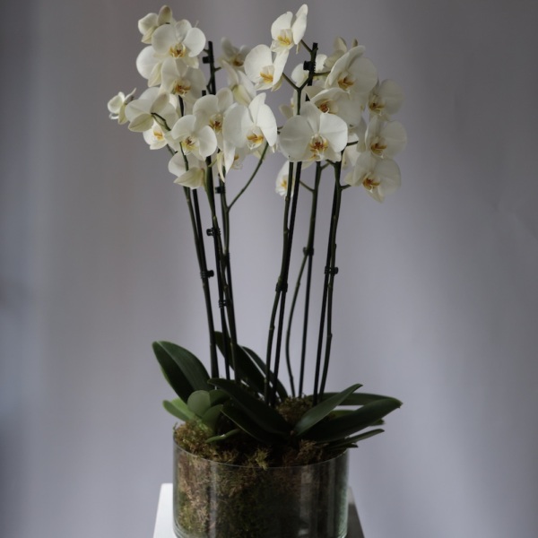 Orchid arrangement in a vase