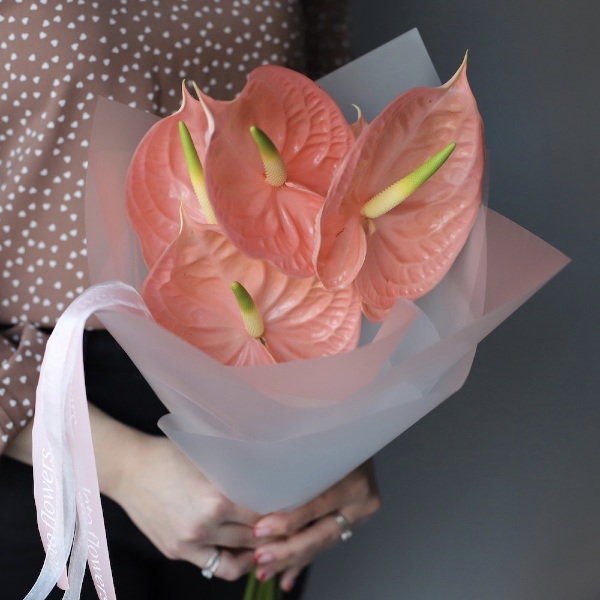 Pink Anthurium - 5 антуриумов