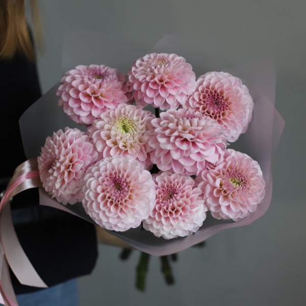 Light pink Dahlia - 9 георгин