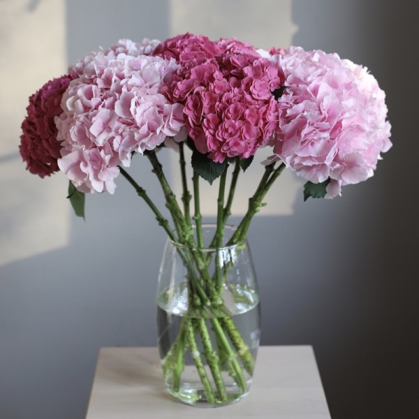 Hydrangeas in a vase -  9 гортензий 