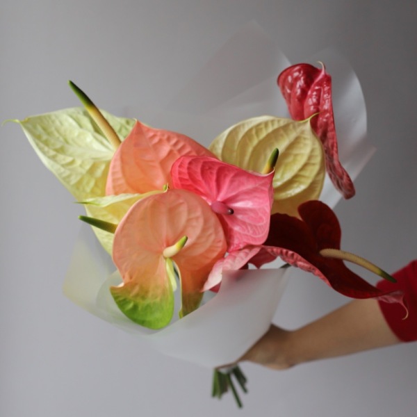 Mixed color Anthuriums Mixed color Anthuriums - 9 антуриумов